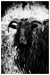vegetarian-black-metal